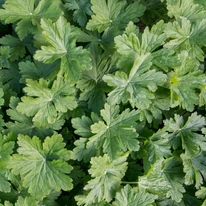 Geranium macrorrhizum CS9 - Ciocul berzei