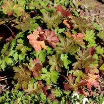 Geranium macrorrhizum CS9 - Ciocul berzei