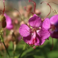 Geranium macrorrhizum CS9 - Ciocul berzei