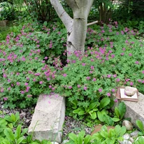 Geranium macrorrhizum CS9 - Ciocul berzei