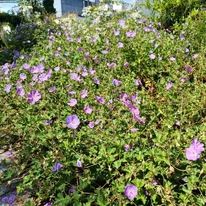 Înflorirea plantelor Geranium sanguineum Max Frei, plantate în grupuri de-a lungul unei borduri.
