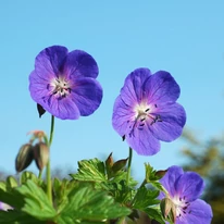Florile plantei perene Geranium Rozanne. 