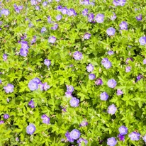 Geranium Rozanne - Ciocul berzei