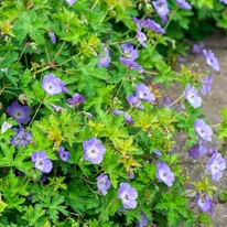 Geranium Rozanne - Ciocul berzei