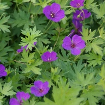 Ciocul berzei cu flori mov decorează frumos cu florile violete dar cu frunzele sale deosebite. 