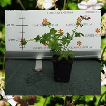 Geranium cantabrigense Biokovo în pepiniera noastră la începutul lunii mai