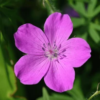 Floasrea plantei Geranium sanguineum Max Frei, de aproape. 