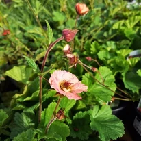 Geum Mai Tai în luna mai în centrul nostru de grădinărit.