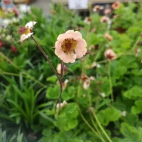 Flori gingașe de Geum Mai Tai.