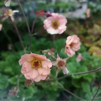 Geum Mai Tai în centrul nostru de grădinărit.