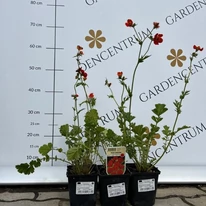 Geum cu flori roșii în pepiniera noastră. 