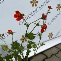 Florile roșii înfloresc deasupra frunzelor. 