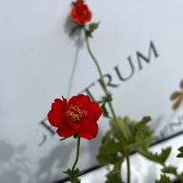 Geum, în timpul înfloririi în pepiniera naostră. 