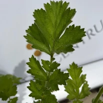 Frunzele plantei perene Geum. 