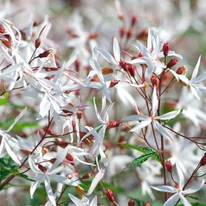 Gillenia trifoliata  înflorește abundent vara. 