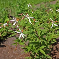 Florile și frunzele plantei perene Gillenia trifoliata. 