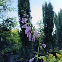 Hosta Golden Tiara - Crin de toamnă