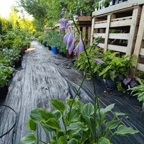Hosta Golden Tiara - Crin de toamnă