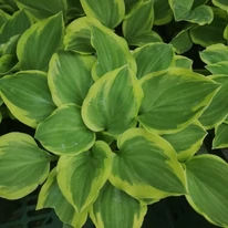 Hosta Golden Tiara - Crin de toamnă