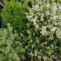 Hebe x hybrida MIX P13