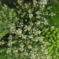 Hebe x hybrida MIX P13
