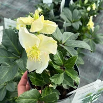Helleborus niger - Trandafirul Crăciunului