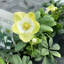 Helleborus niger - Trandafirul Crăciunului