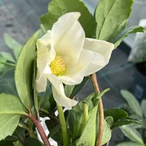 Helleborus niger - Trandafirul Crăciunului