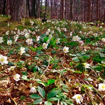 Helleborus niger - Trandafirul Crăciunului
