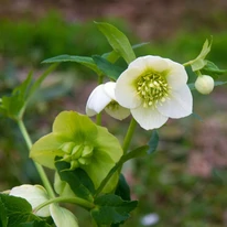 Helleborus niger - Trandafirul Crăciunului
