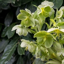Helleborus niger - Trandafirul Crăciunului