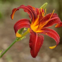 Florile viu colorate ale crinului de vară decorează frumos stratul de flori. 