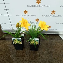 Florile galbene de Hemerocallis Stella de Oro.