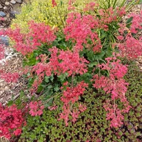Heuchera sanguinea Leuchtkafer înflorește abundent. 