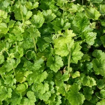 Heuchera sanguinea Leuchtkafer cu frunzele sale verzi, este ideală și ca acoperitor de sol. 