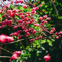 Florile plantei perene Heuchera sanguinea Leuchtkafer seamnănă cu niștei clopoței.  cu niște 