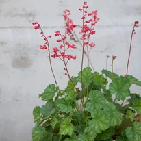 Florile clopoțelului Leuchtkafer de ridică deasupra frunzelor.