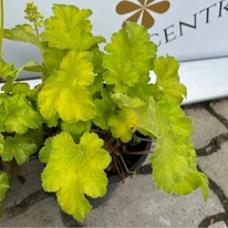 Frunzele clopoțelului Little C. Blondie in Lime.