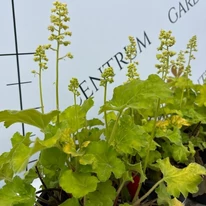 Heuchera Little C. Blondie in Lime în pepiniera noastră. 
