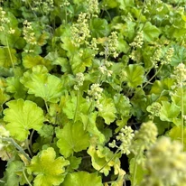 Clopoțelul Heuchera Little C. Blondie in Lime este potrivit și ca acoperitor de sol. 