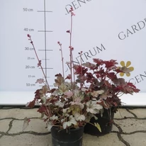 Clopoțel argintiu Silverberry disponibil în gama noastră la Gardencentrum.