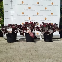 Heuchera Silverberry în pepiniera noastrâ în luna septembrie. 