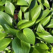 Hosta Devon Green P14 - Crin de toamnă