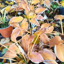 Hosta Devon Green P14 - Crin de toamnă