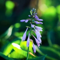 Hosta fortunei Francee decorează cu florile sale delicate,  care se ridică grațios deasupra frunzișului.