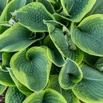 Hosta sieboldiana Frances Williams decorează cu frunzele sale verde-albăstrui, fiind o plantă acoperitoare de sol deosebită.