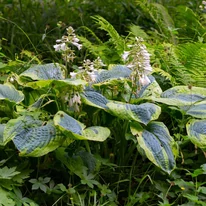 Hosta sieboldiana Frances Williams în timpul înfloririi. 