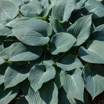 Frunzele deosebite ale crinului de toamnă Hosta tardiana Halcyon. 