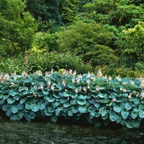 Hosta tardiana Halcyon arată minunat ca plantă de bordură. 