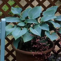 Hosta tardiana Halcyon plantat într-un ghiveci poate decora terasa sau balconul. 